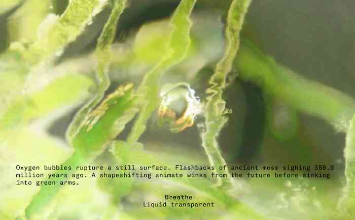 bare-tt_despeciation_extrait_video_et_texte_2021