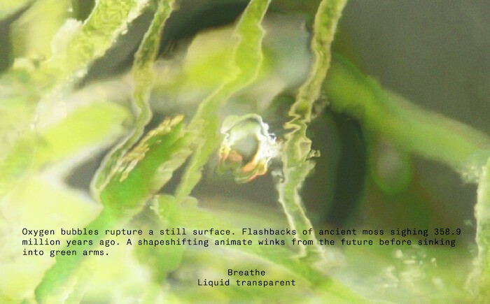 bare-tt_despeciation_extrait_video_et_texte_2021