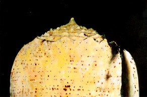 frederic_zangrandi_punticulis_2001_huile_sur_toile_145x95_cm