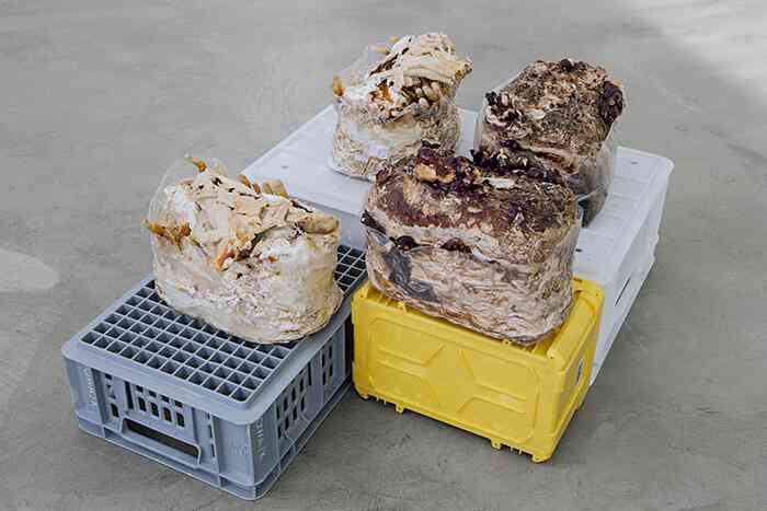 gina_folly_unfinished_business_ling_zhi_i_iv_anti_age_chinois_champignon_produit_pour_l-immortalite_caisses_en_plastique_dim_var