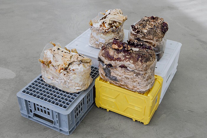 gina_folly_unfinished_business_ling_zhi_i_iv_anti_age_chinois_champignon_produit_pour_l-immortalite_caisses_en_plastique_dim_var