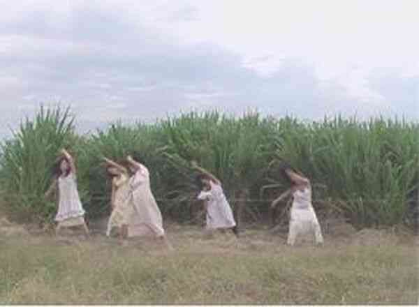 monica_restrepo_canne_de_sucre_video_2008-2009