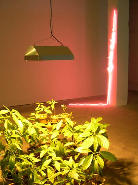 pierre_malphettes_le_jardin_2003_neons_plantation_d_avocatiers_lampes_a_sodium_etageres_en_metal_dimensions_variables